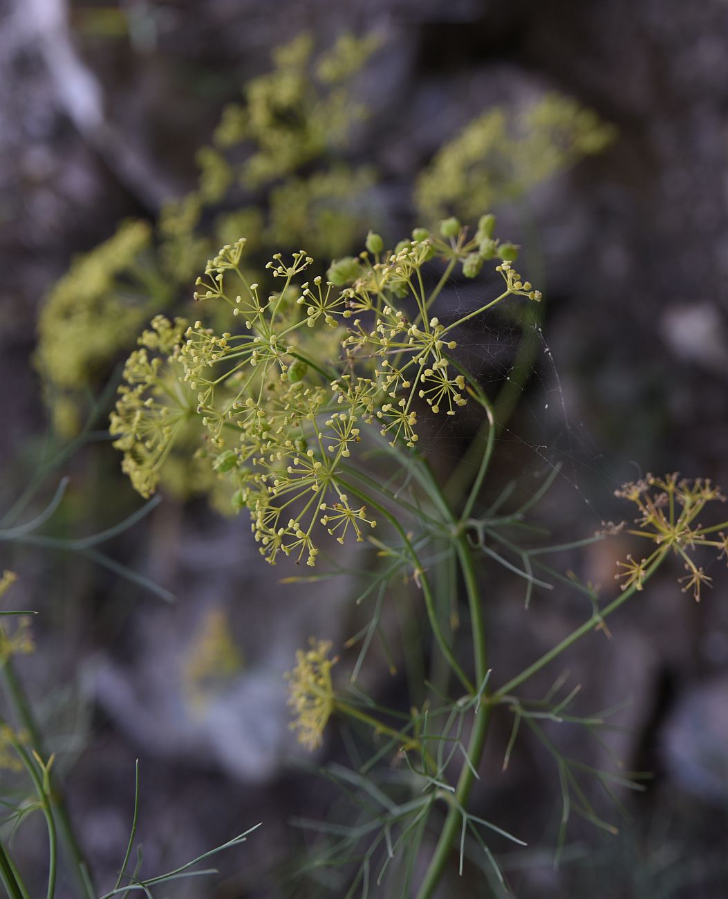 Image of Bilacunaria microcarpos specimen.