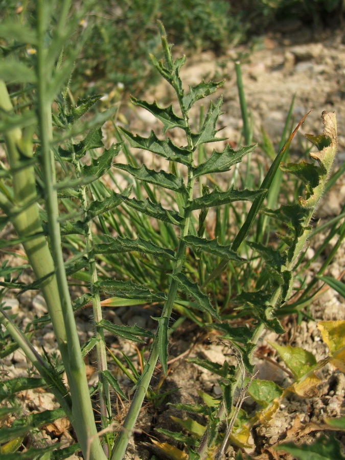 Image of Sisymbrium altissimum specimen.