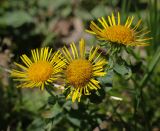 Inula britannica. Соцветия-корзинки. Пермский край, Кунгурский р-н, окр. дер. Дейково, окр. ур. Греховская гора, берег р.Сылва. 06.08.2023.