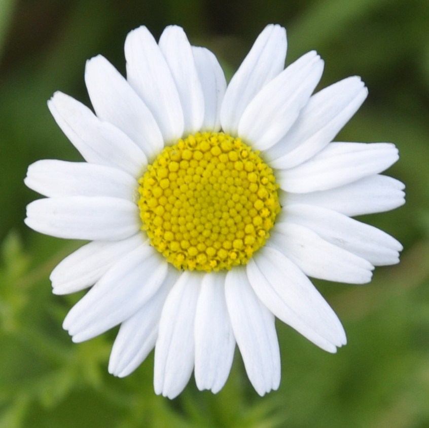 Image of familia Asteraceae specimen.