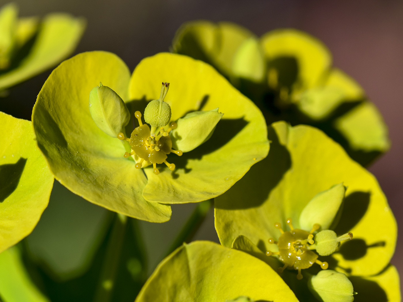 Image of Euphorbia biumbellata specimen.