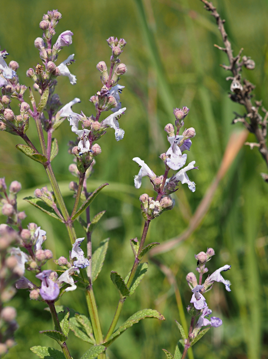 Image of Nepeta nuda specimen.