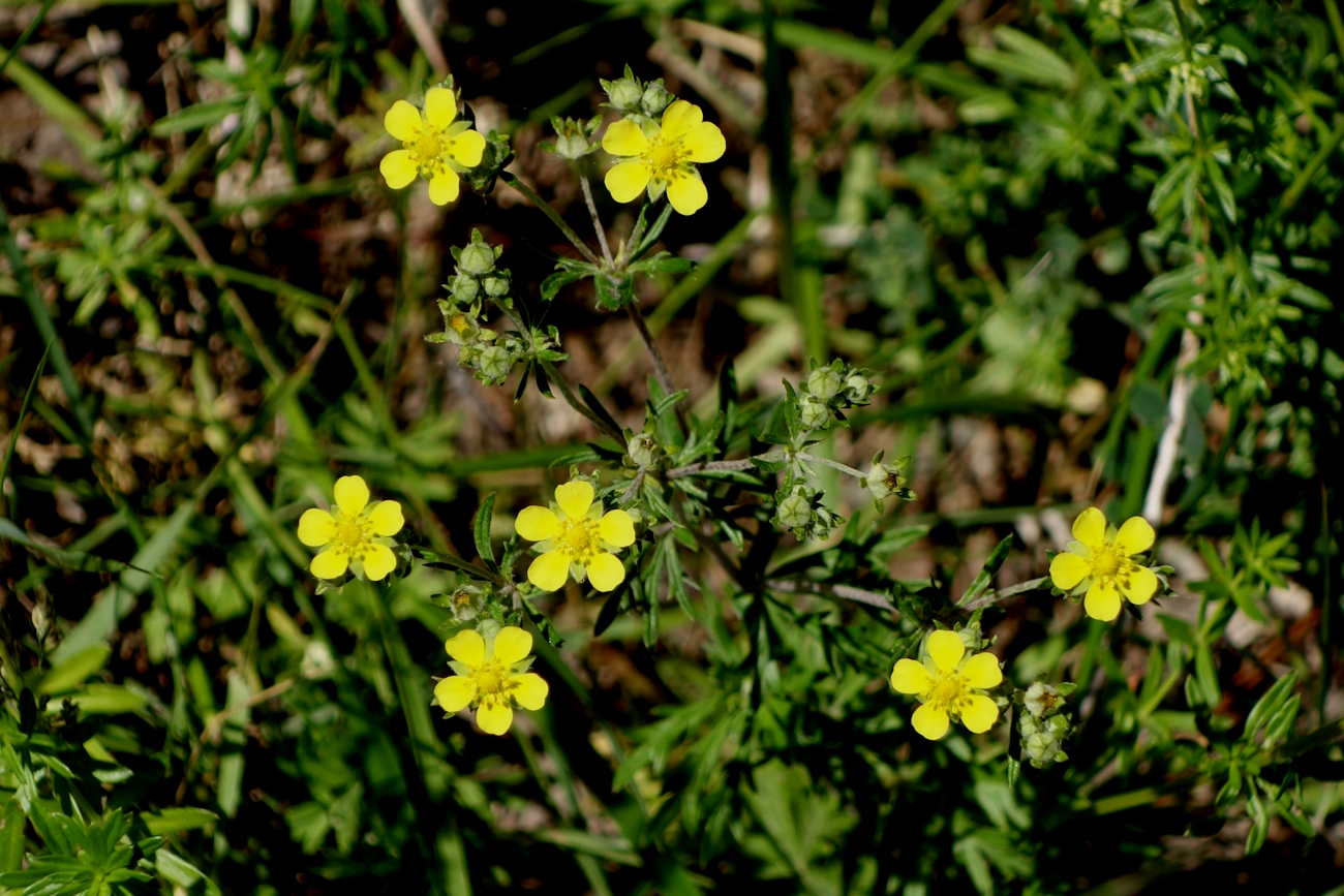 Изображение особи Potentilla argentea.