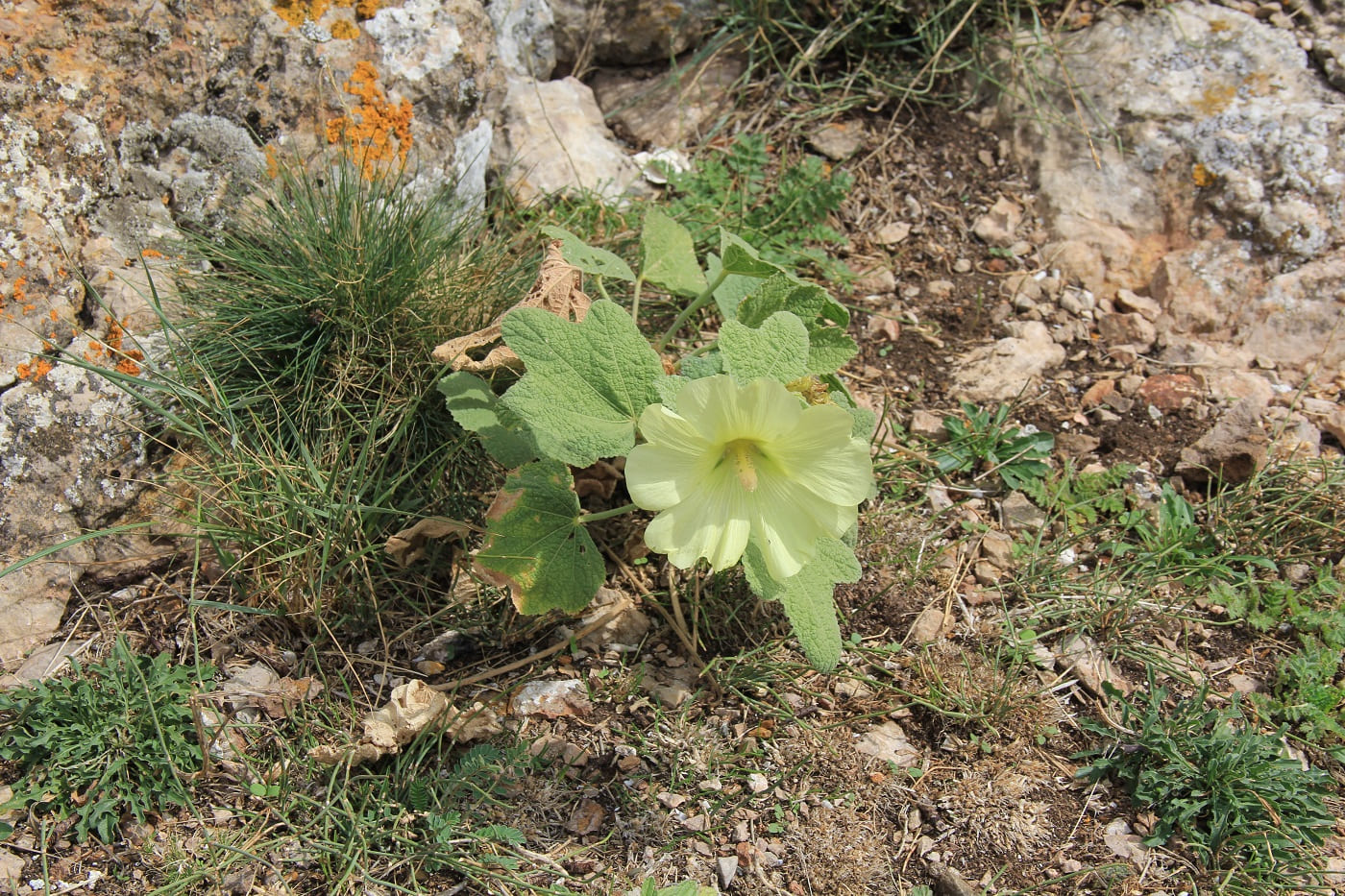 Изображение особи Alcea rugosa.