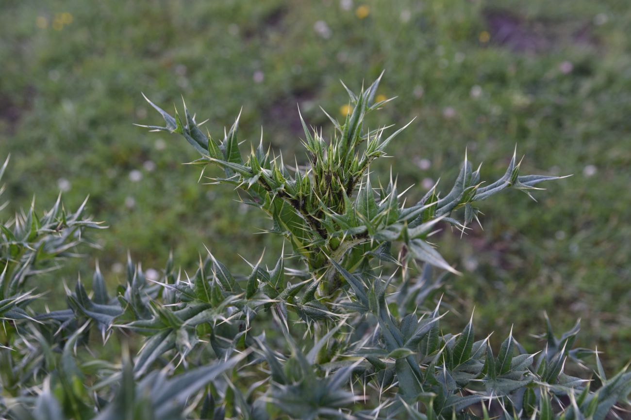 Изображение особи род Cirsium.