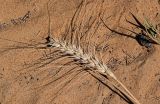 Triticum durum. Соплодие. Египет, мухафаза Эль-Гиза, оазис Бахария, в культуре. 30.04.2023.