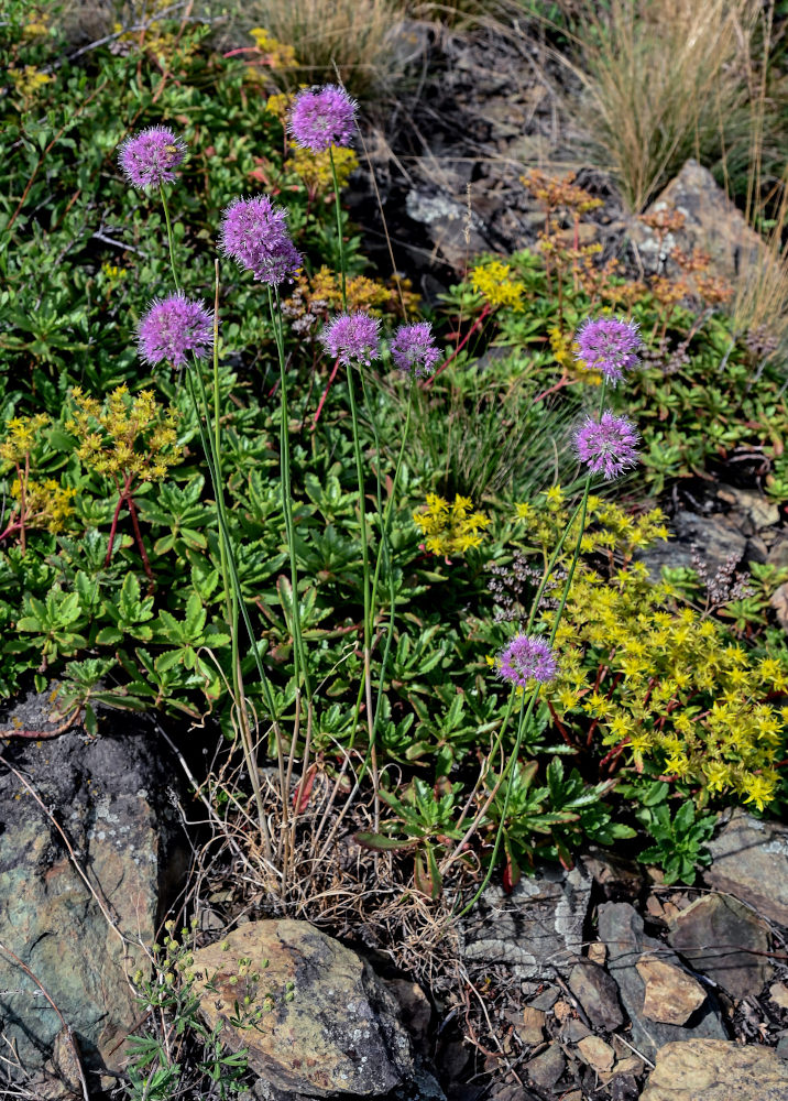 Image of Allium lineare specimen.