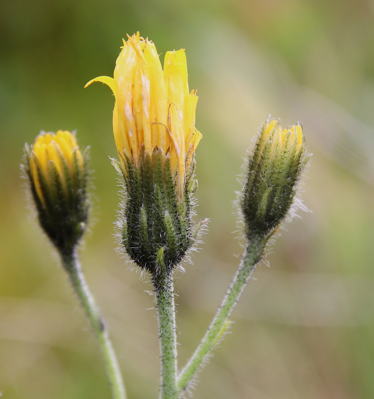 Image of Hieracium prolixiforme specimen.