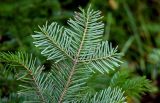 Abies sachalinensis. Верхушка ветви (вид снизу). Сахалин, Холмский гор. округ, окр. мыса Слепиковского, опушка смешанного леса. 26.08.2023.