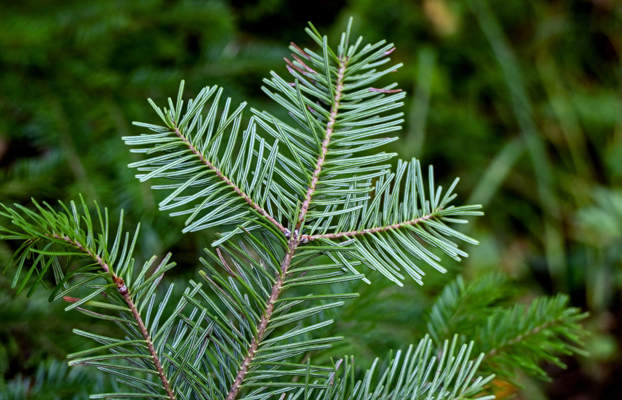 Изображение особи Abies sachalinensis.