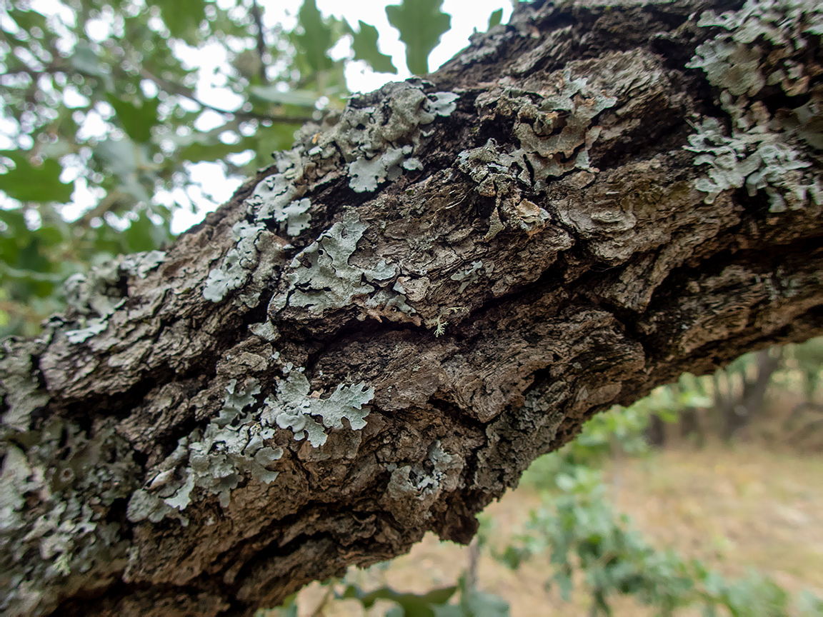 Изображение особи род Quercus.