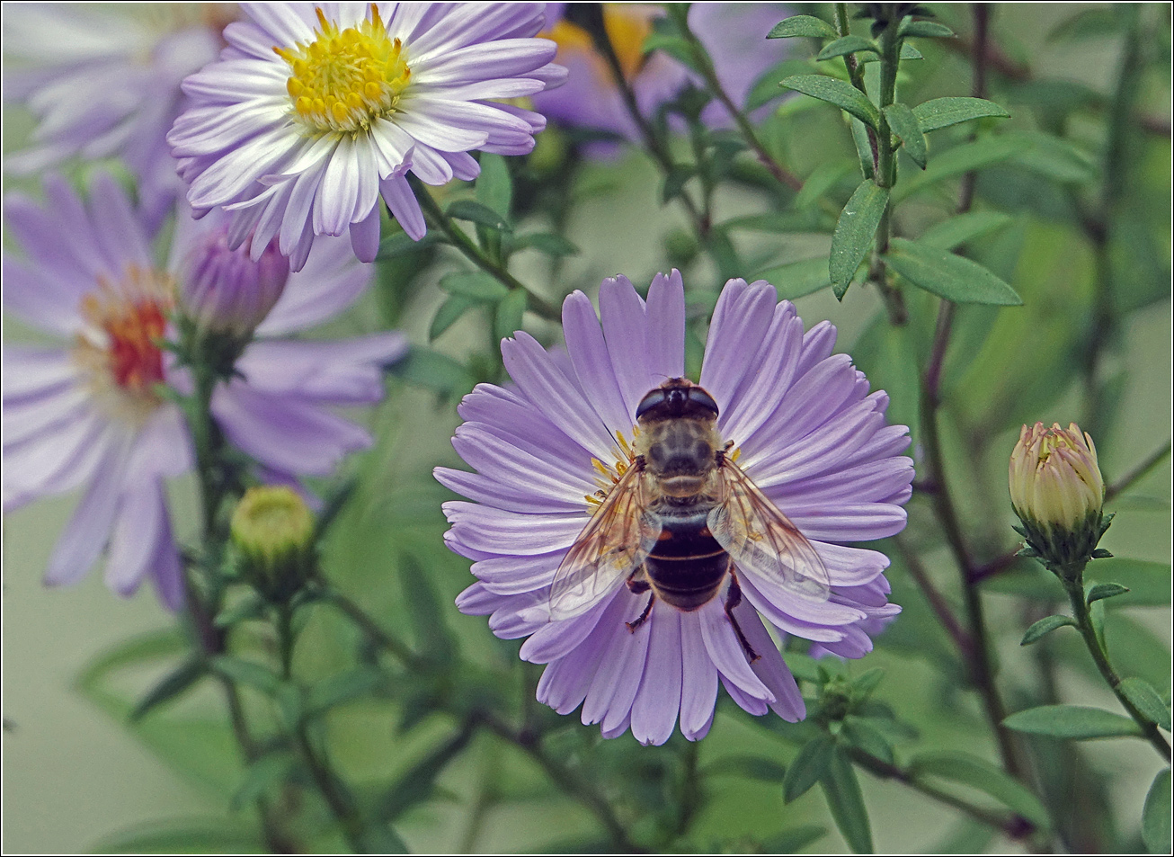 Изображение особи род Symphyotrichum.