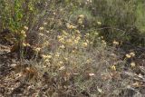 Helichrysum stoechas