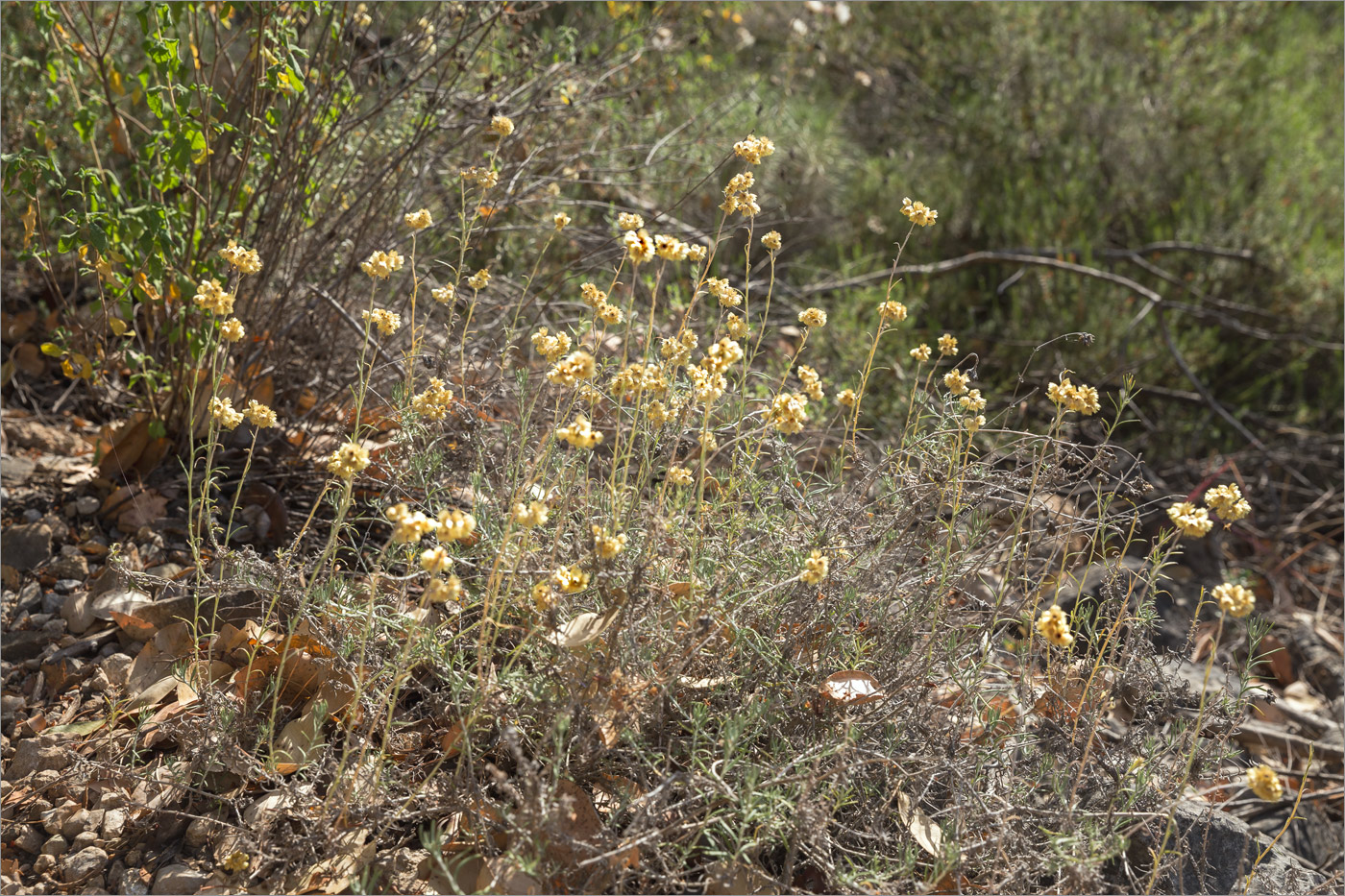 Изображение особи род Helichrysum.