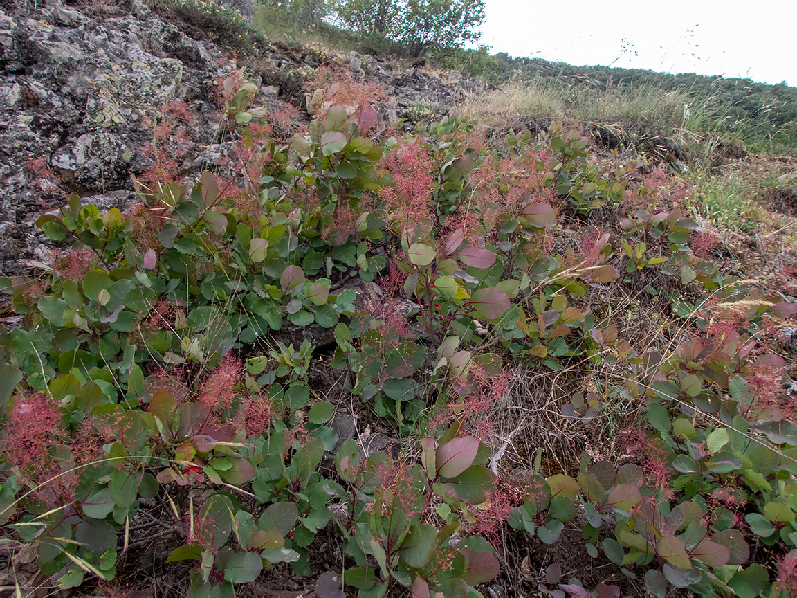 Изображение особи Cotinus coggygria.