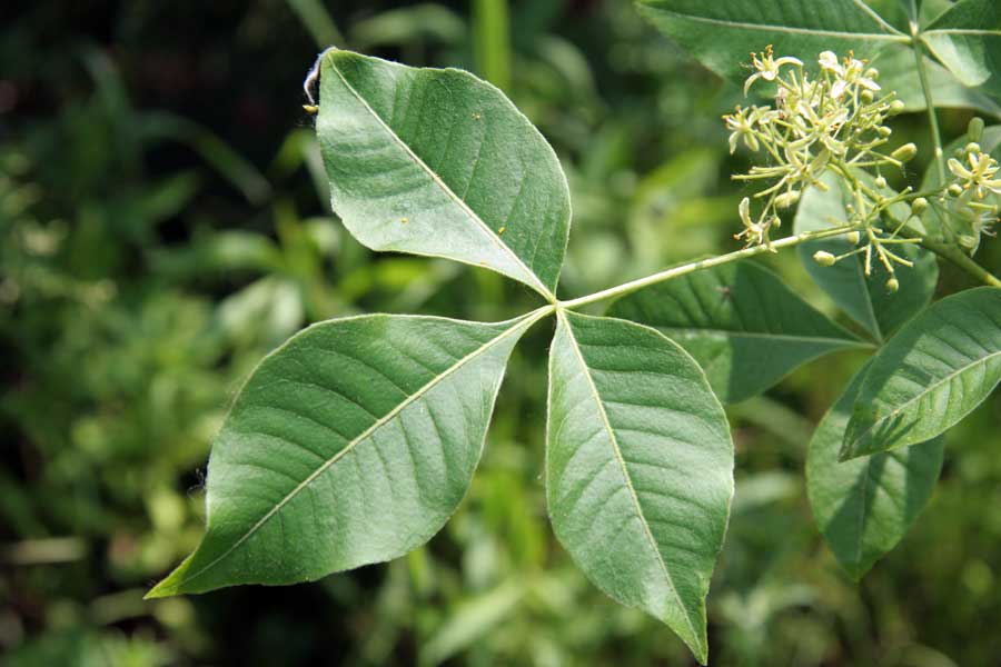 Image of Ptelea trifoliata specimen.