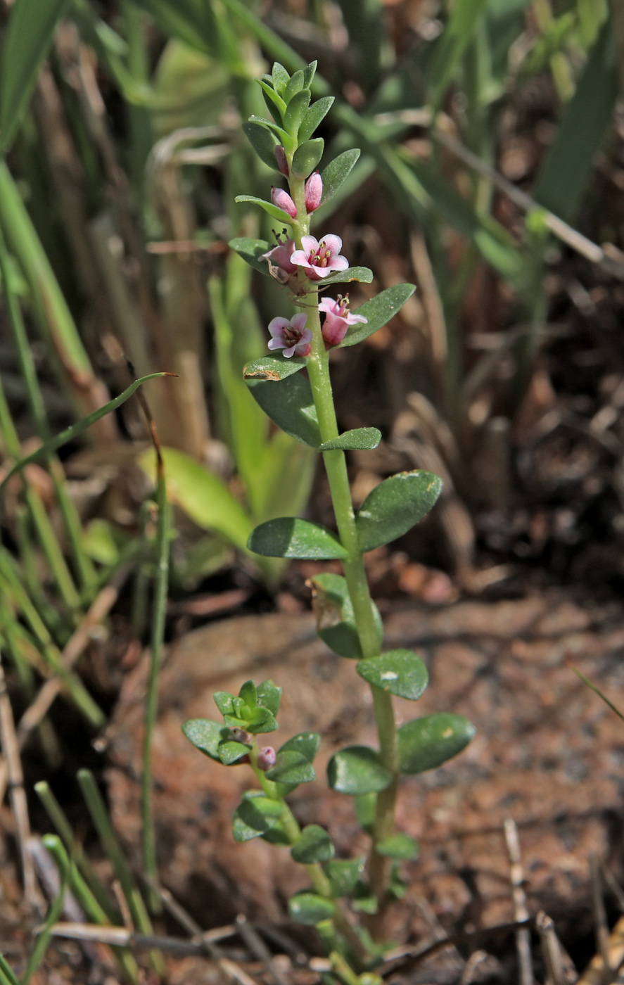 Image of Glaux maritima specimen.