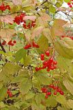 Viburnum sargentii