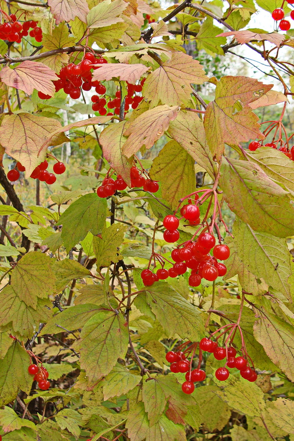 Image of Viburnum sargentii specimen.