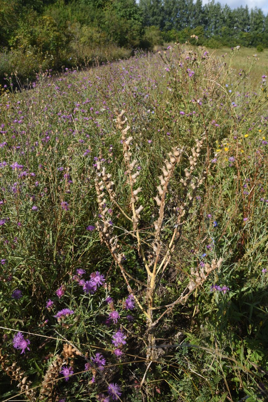 Изображение особи Hyoscyamus niger.