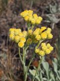 Helichrysum arenarium