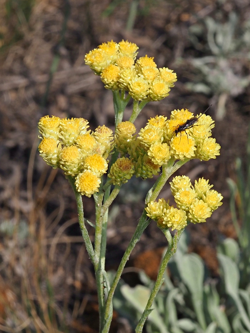 Изображение особи Helichrysum arenarium.