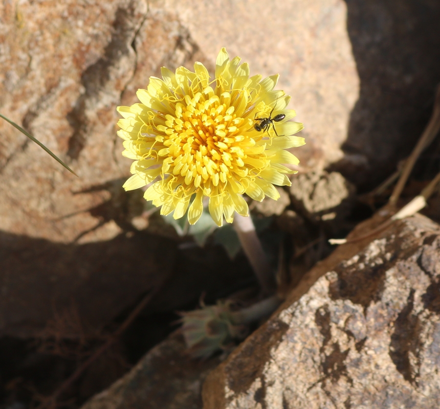 Изображение особи Taraxacum sonchoides.