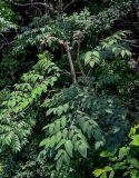 genus Aralia. Верхушка вегетирующего растения. Китай, провинция Хунань, национальный парк \"Чжанцзяцзе\", смешанный лес. 06.06.2024.