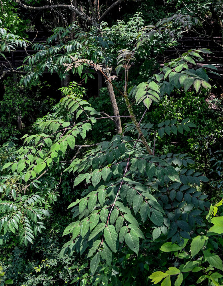 Изображение особи род Aralia.