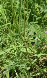 Sanguisorba officinalis