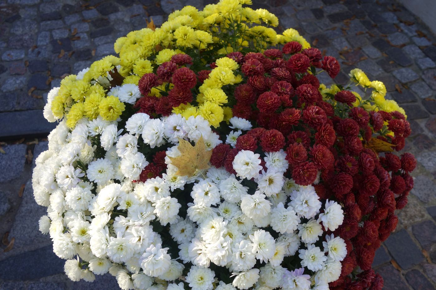 Изображение особи Chrysanthemum indicum.