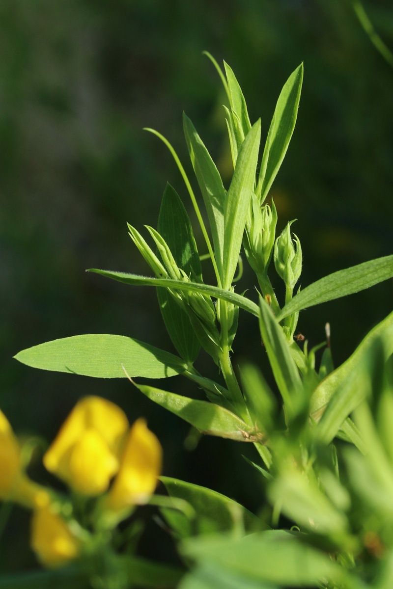 Image of Lathyrus pratensis specimen.