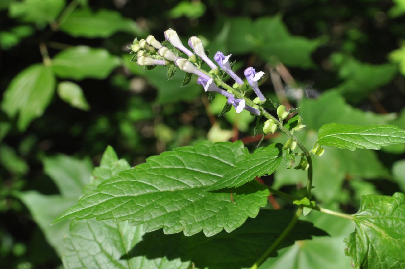 Image of Scutellaria altissima specimen.