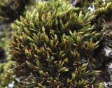 семейство Orthotrichaceae