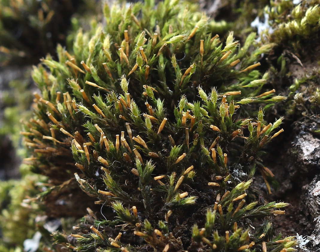 Image of familia Orthotrichaceae specimen.