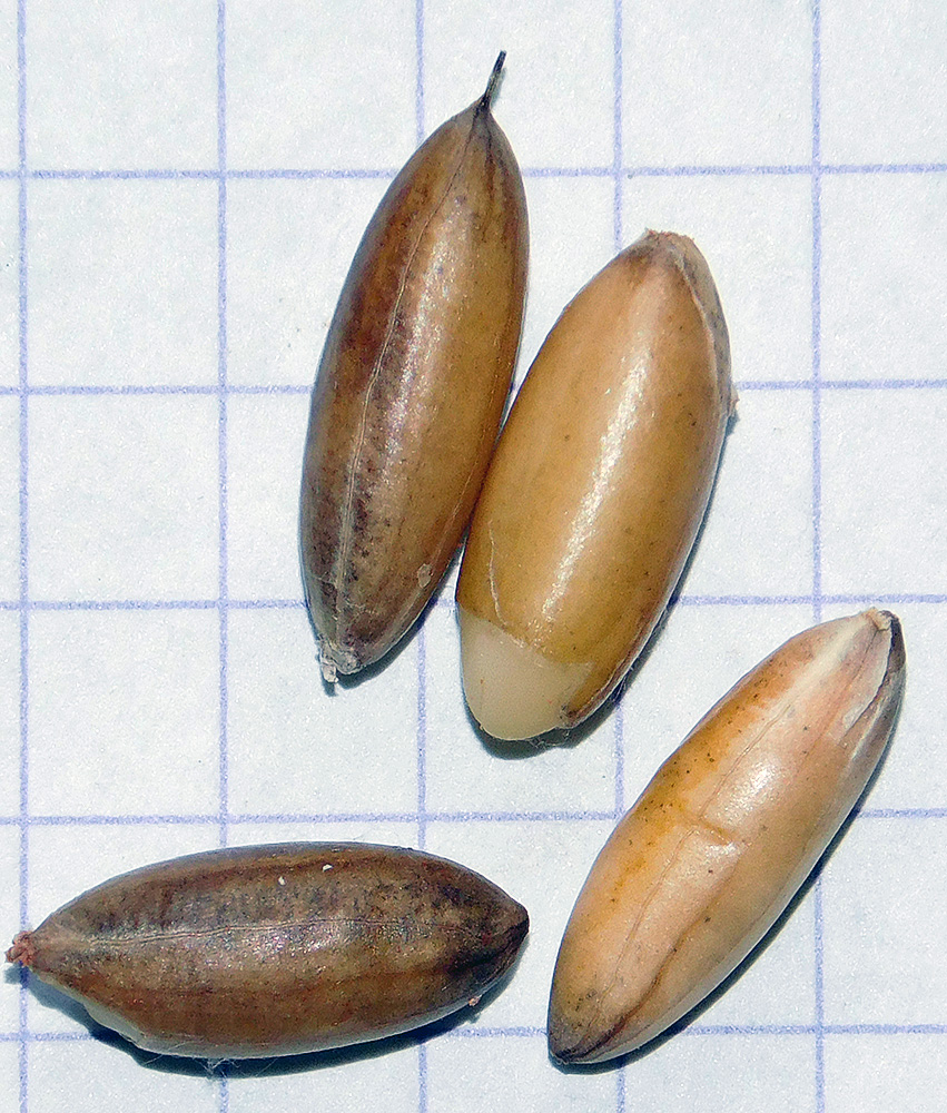 Image of Elaeagnus pungens specimen.