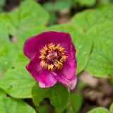 Смотреть изображение Paeonia caucasica