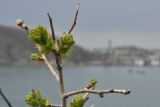 View full-size image Crataegus pinnatifida