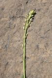 View full-size image Turritis glabra