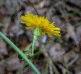 View full-size image Picris hieracioides