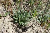 View full-size image Hippophae rhamnoides