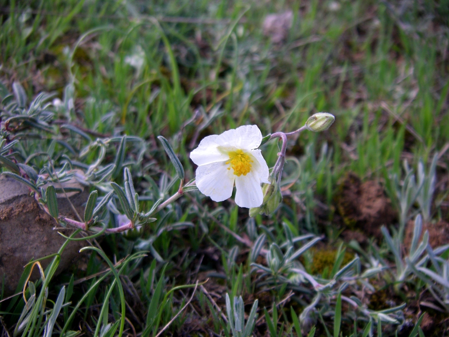 Image of genus Helianthemum specimen.