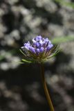 View full-size image Asperula arvensis