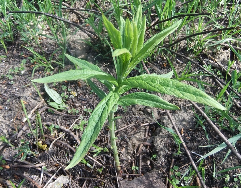 Image of genus Naumburgia specimen.