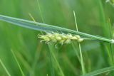 View full-size image Carex hirta