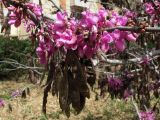 Cercis siliquastrum. Ветвь с цветками и прошлогодними плодами. Израиль, г. Кирьят-Оно, сквер. 16.03.2008.