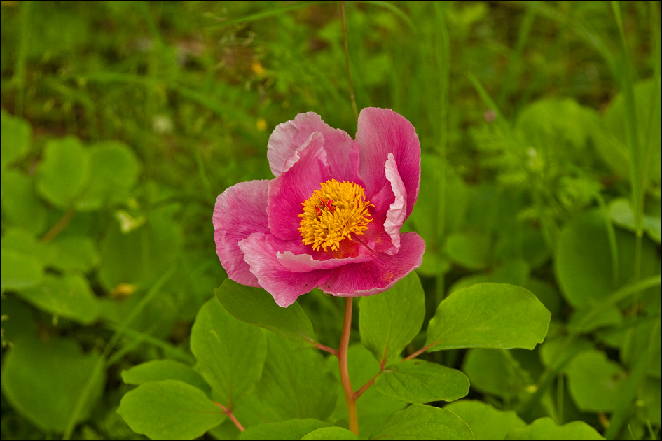 Image of Paeonia daurica specimen.