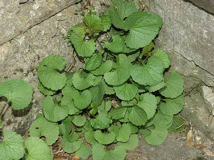 Image of Alliaria petiolata specimen.