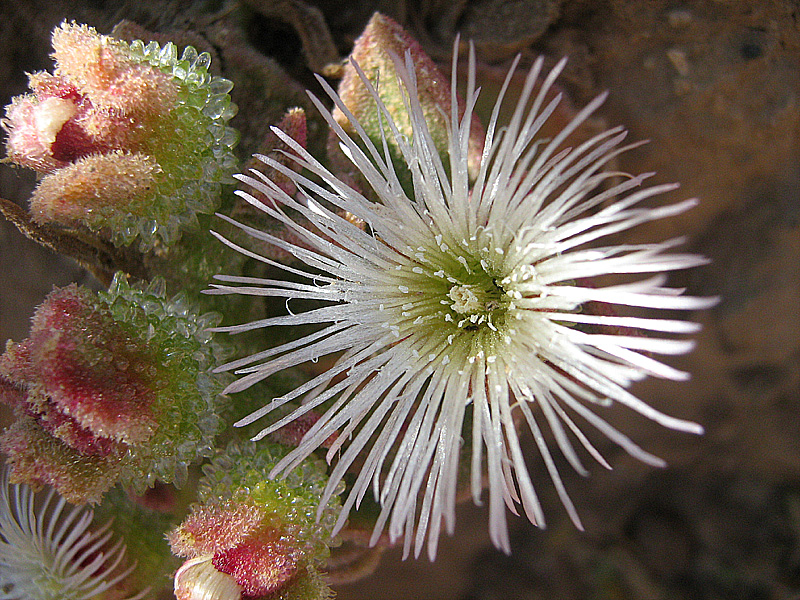 Image of Mesembryanthemum crystallinum specimen.