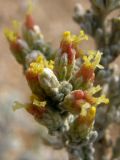 Artemisia lercheana